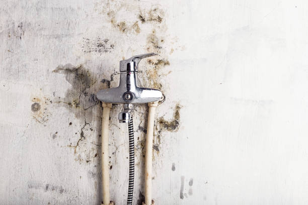 Best Mold Removal Company Near Me  in Mcadoo, PA