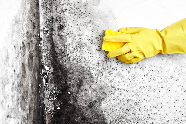 Best Crawl Space Mold Removal  in Mcadoo, PA