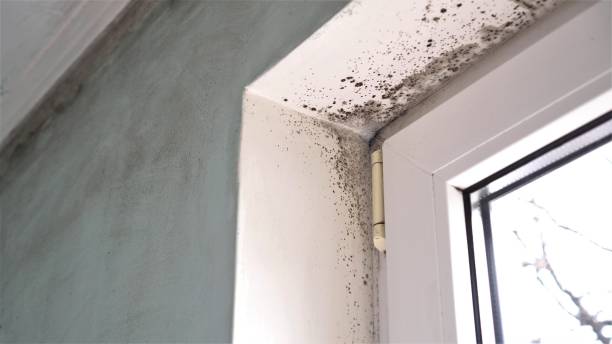 Best Home Mold Removal  in Mcadoo, PA