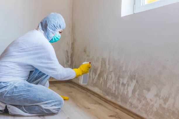 Mold Removal and Inspection in Mcadoo, PA