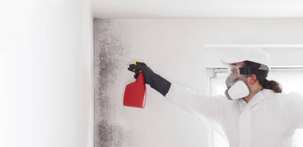 Best Mold Inspection  in Mcadoo, PA