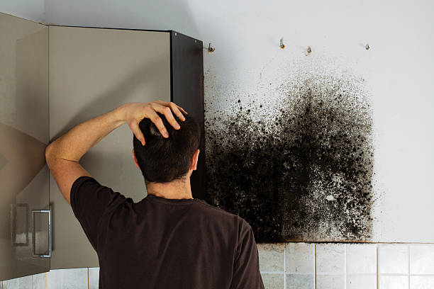 Best Certified Mold Removal  in Mcadoo, PA