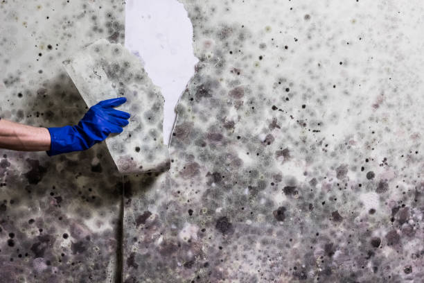 Best Mold Removal and Inspection  in Mcadoo, PA