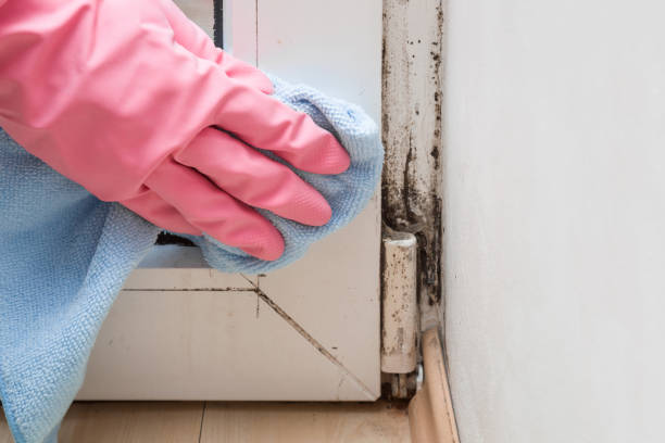 Best Best Mold Removal Companies  in Mcadoo, PA