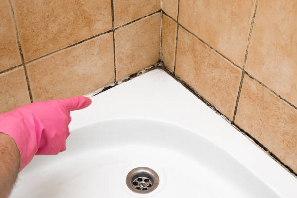 Best Mold Remediation  in Mcadoo, PA