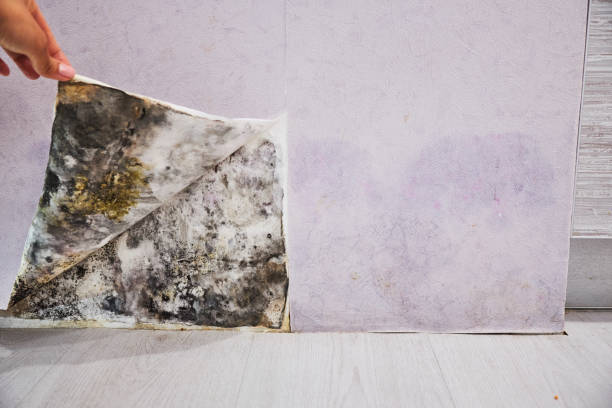 Best Emergency Mold Removal  in Mcadoo, PA